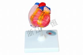 生物及醫(yī)療模型3304-1 自然大心臟