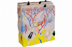 生物及醫(yī)療模型3311-3  皮膚結構模型